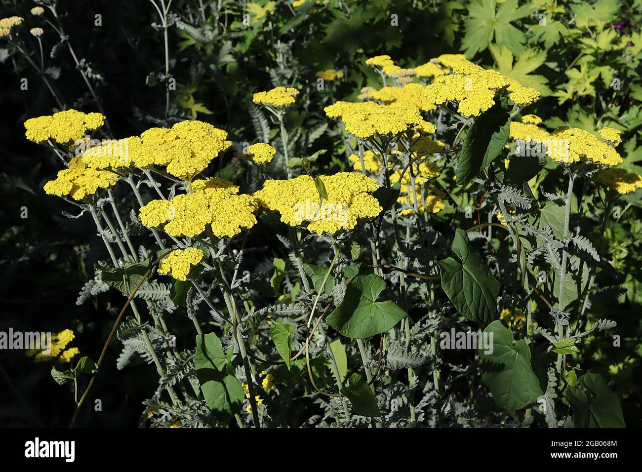 Achillea millefolium ‘Coronation Gold’ yarrow Coronation Gold – dense teste di fiori piatti di minuscoli fiori gialli e foglie verdi grigie ferny, giugno, Regno Unito Foto Stock