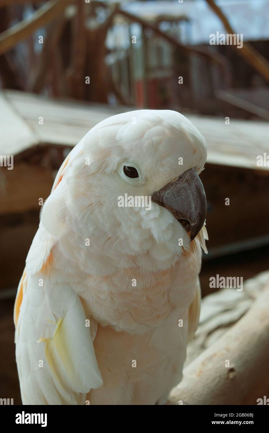 Pappagallo bianco sul ramo di legno Foto Stock