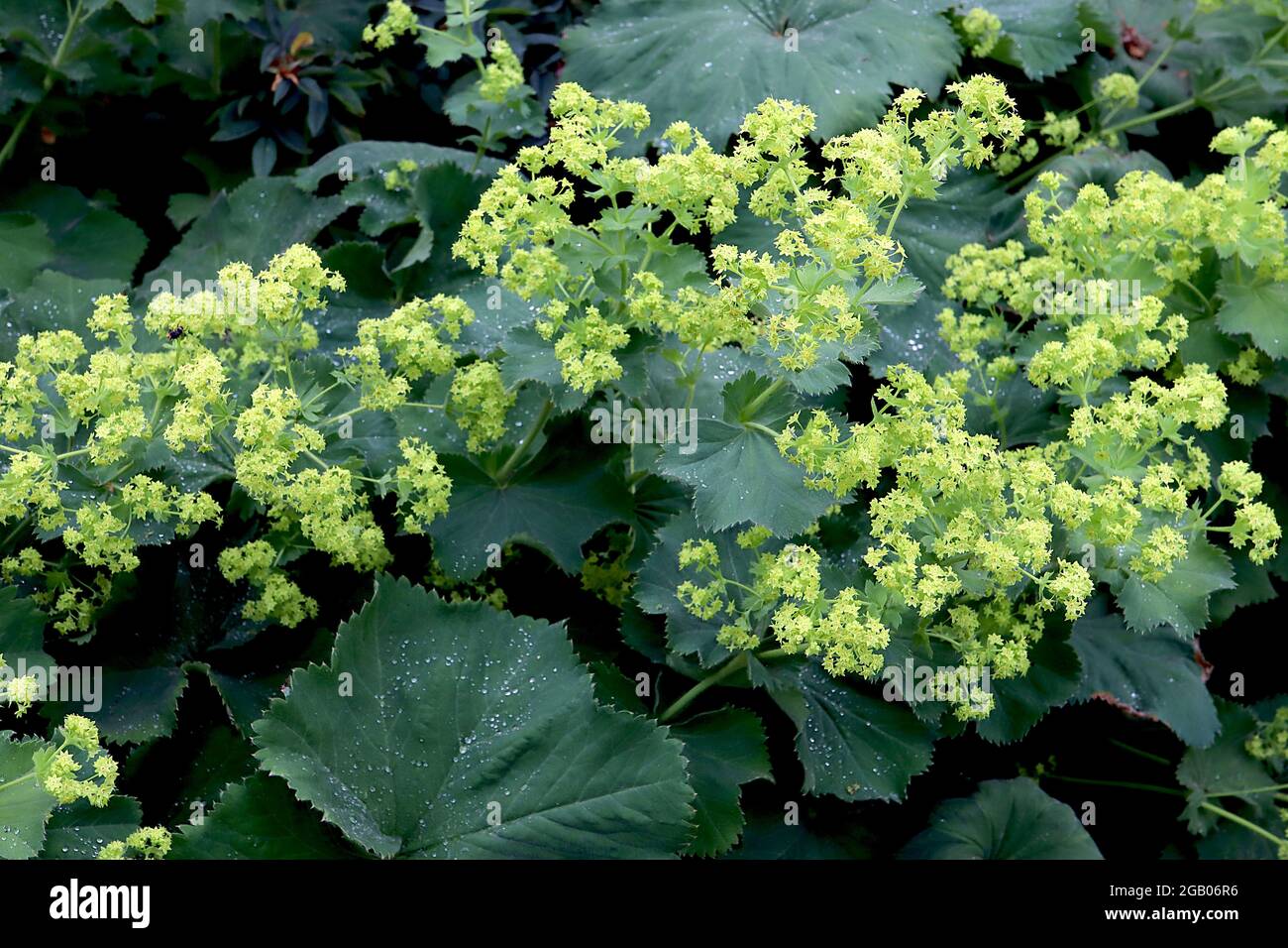 Alchemilla mollis giardino mantello ladys – spray di minuscoli fiori verdi di lime e grandi foglie rotonde, giugno, Inghilterra, Regno Unito Foto Stock