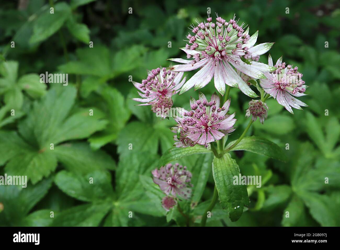 Astrantia Major ‘Star of billion’ masterwort Star of billion – fiori tubolari bianchi con bratte bianche a punta verde, giugno, Inghilterra, Regno Unito Foto Stock