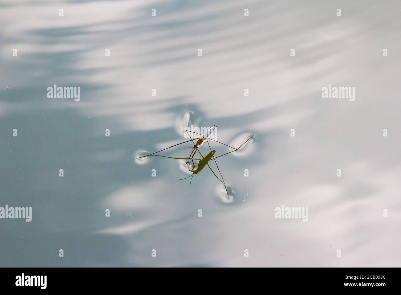 Pattinatore comune di stagno o strider comune di acqua (Gerris lacustris) sulla superficie dell'acqua, Ibolya-to, Sopron, Ungheria Foto Stock