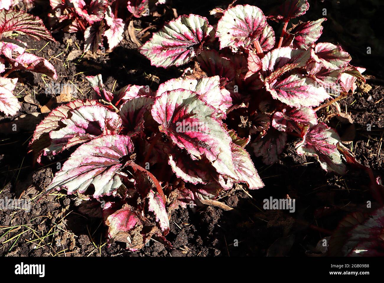 Begonia ‘T Rex First Blush’ foglie argentate a forma di angelo con un profondo spruzzo rosa e vene brune scure, giugno, Inghilterra, Regno Unito Foto Stock