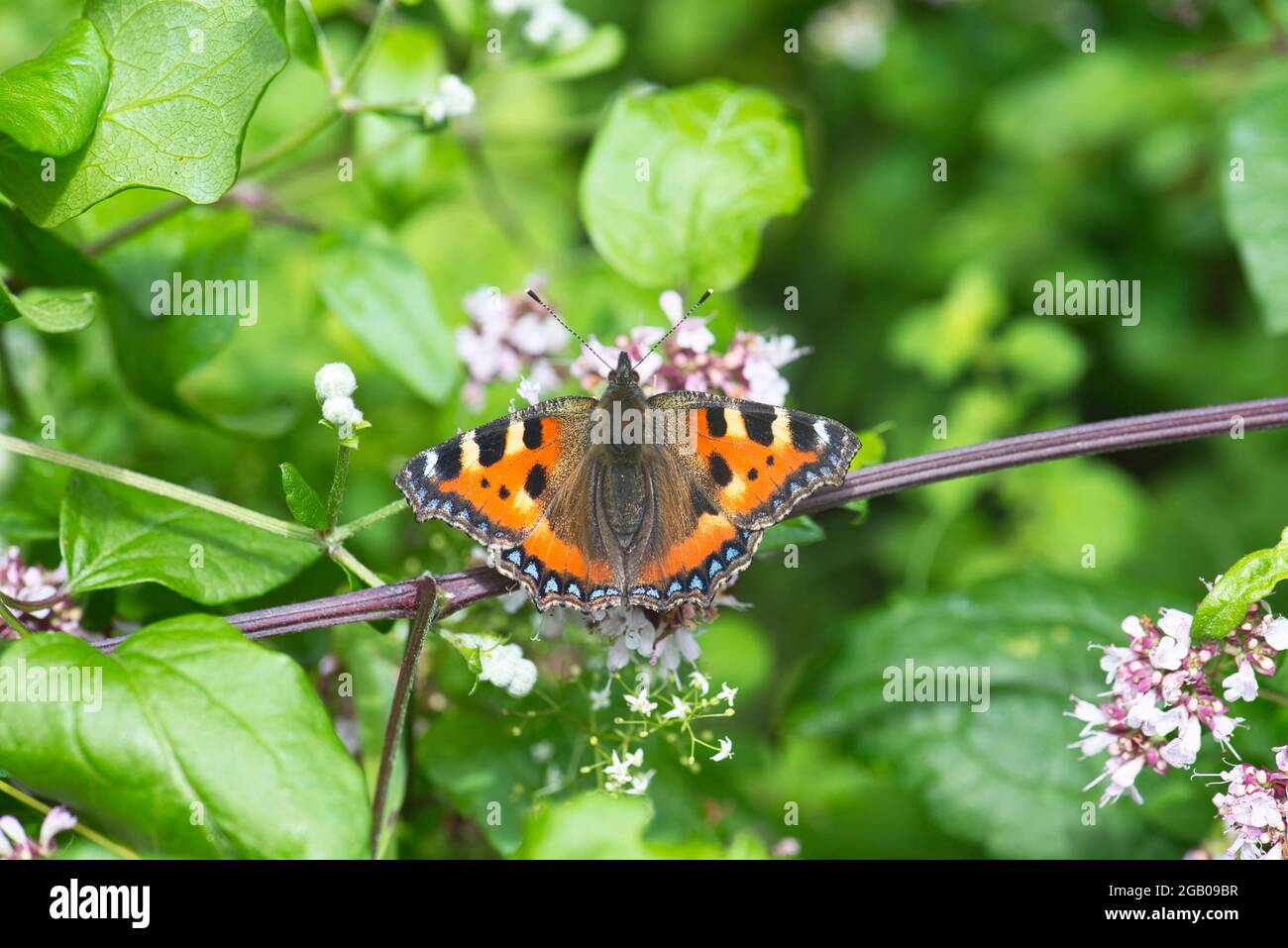 Piccola tartaruga butterfly Foto Stock