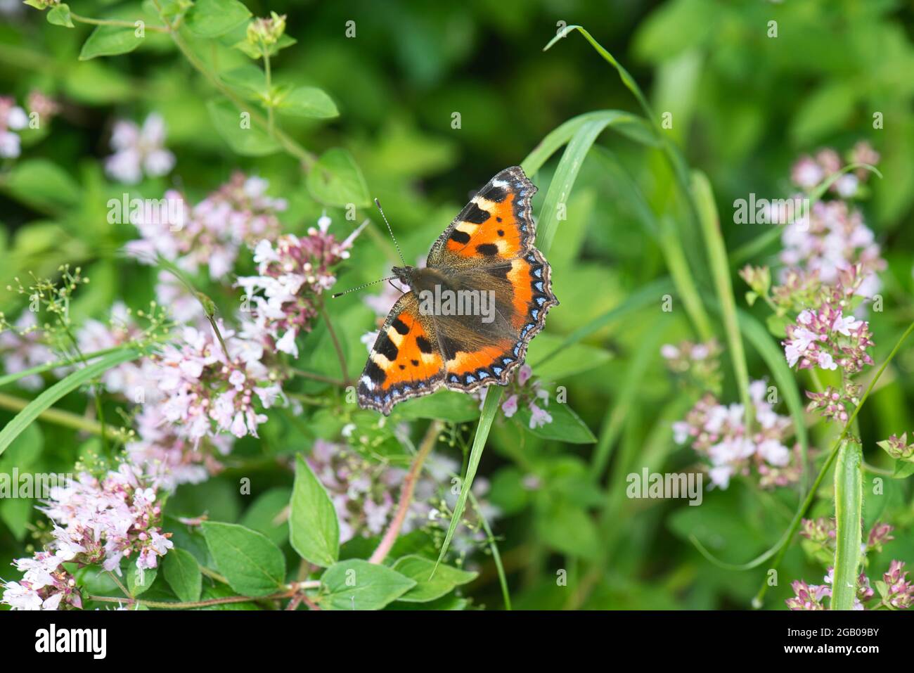 Piccola tartaruga butterfly Foto Stock