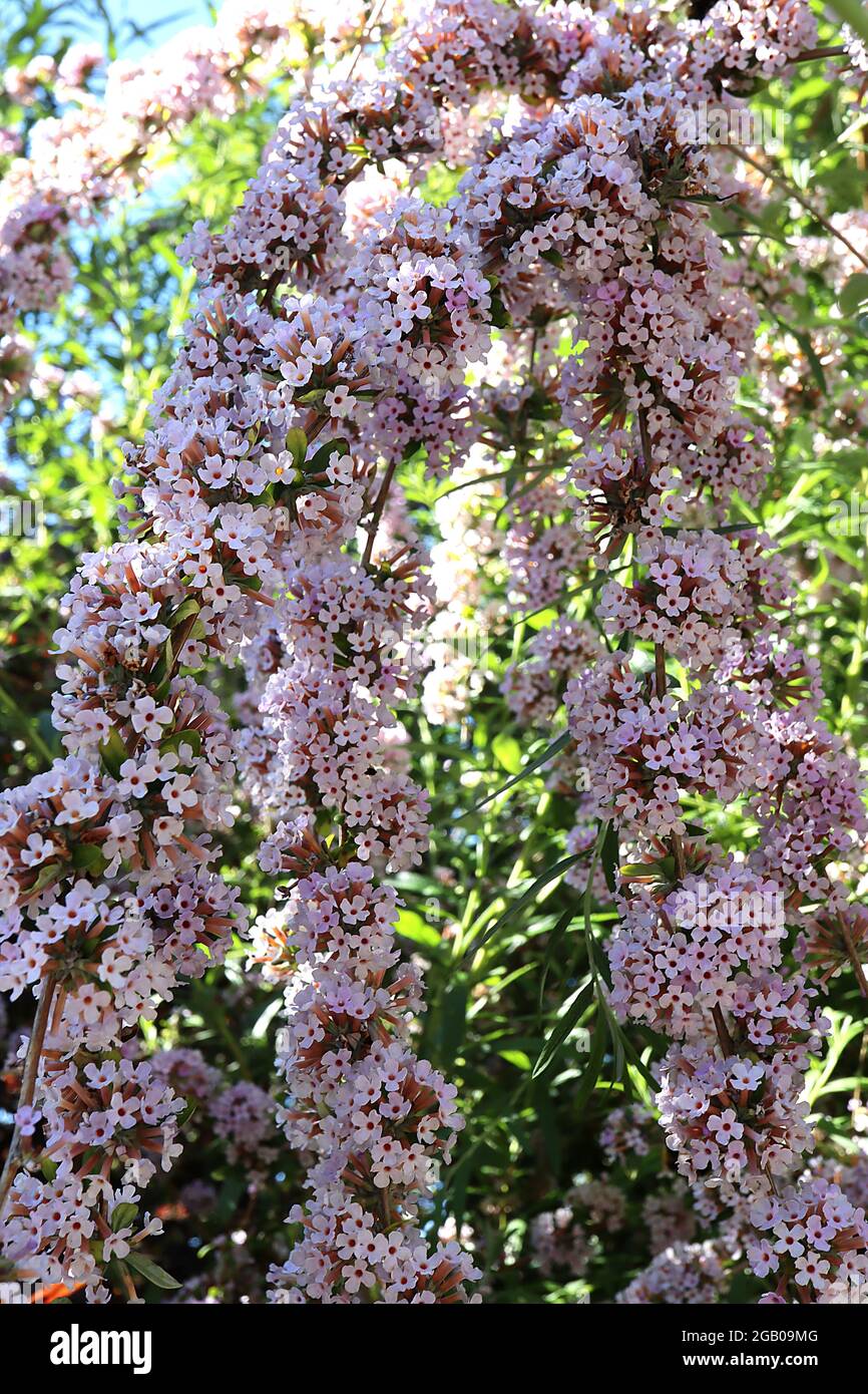 Buddleja / Buddleia alternifolia alternato / fontana farfalla cespuglio – ghirlande di minuscoli fiori rosa pallido, giugno, Inghilterra, Regno Unito Foto Stock