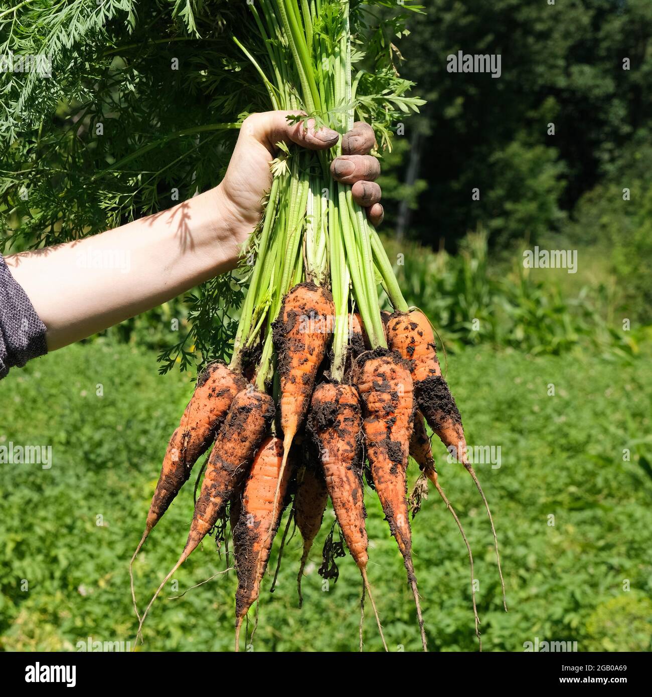 Mano femminile che tiene un grande mazzo di carote sullo sfondo del giardino verde. Concetto di agricoltura biologica. Foto Stock