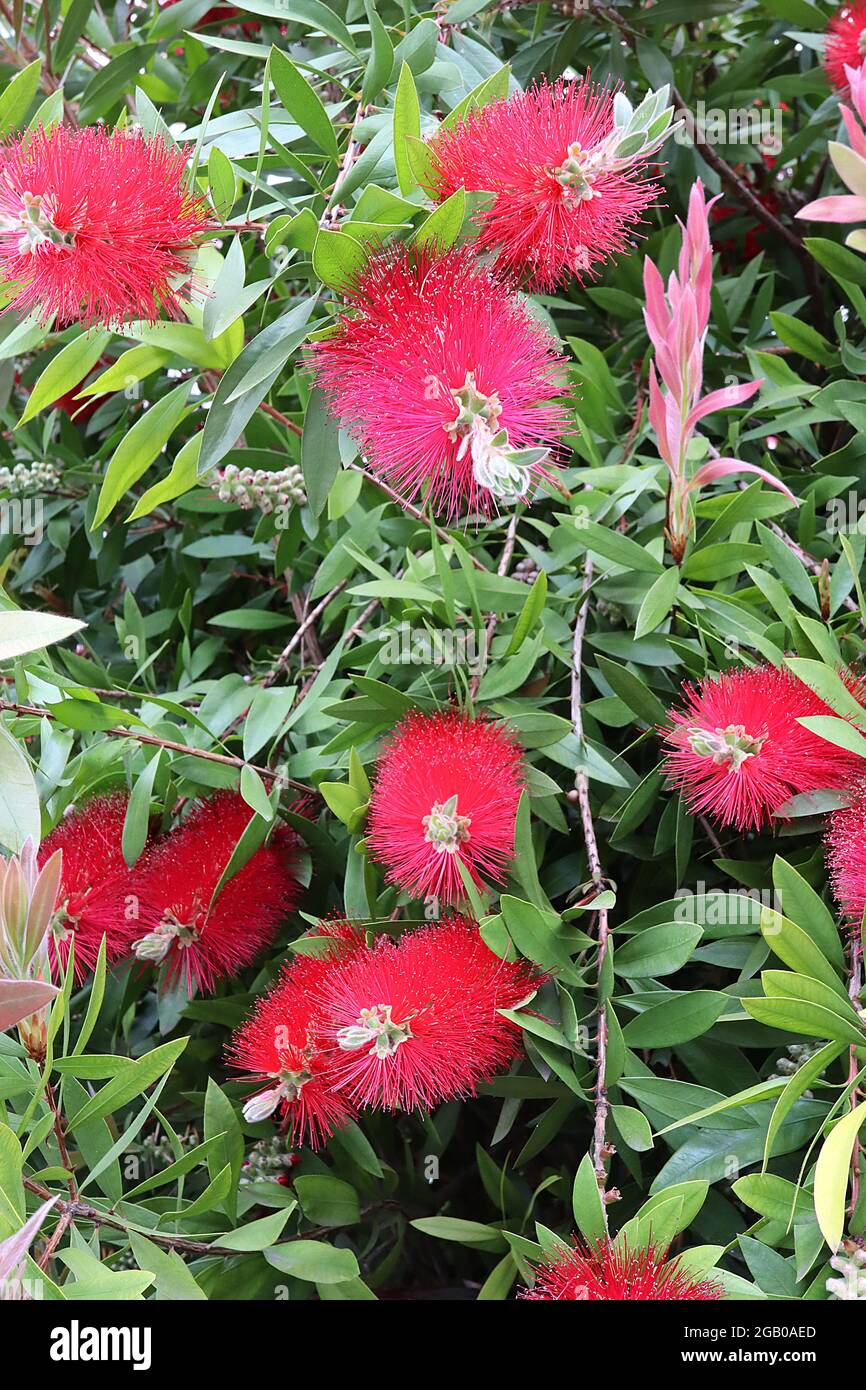 Callistemon citrinus ‘Splendens’ Bottlebrush Splendens - punte di fiori di foglie rosse allungate con punte d'oro e di metà verde, giugno, Inghilterra, Regno Unito Foto Stock