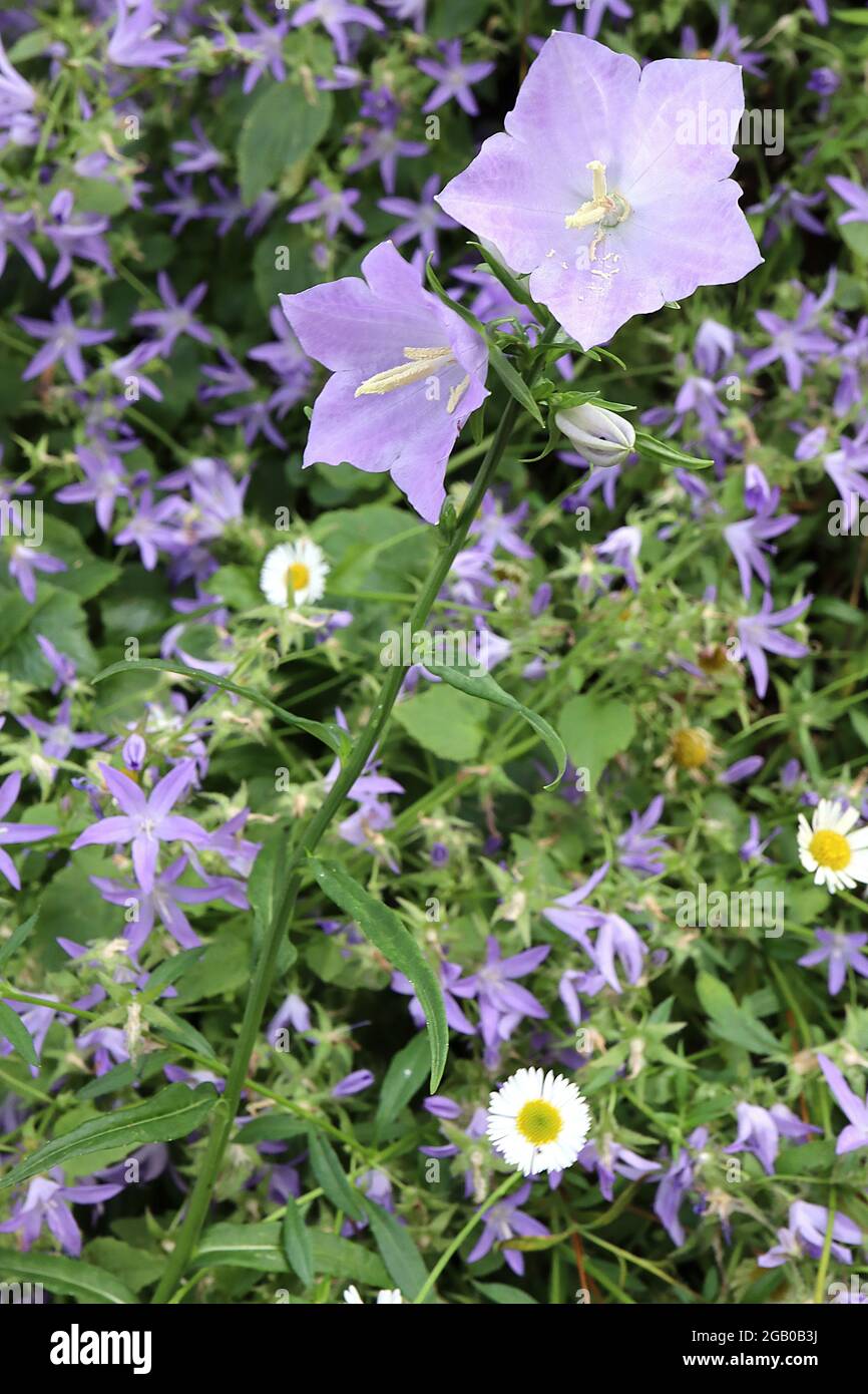 Campanula persicifolia ‘Blue Bell’ Fairy Bellflower Blue Bell – punte libere di fiori blu lilla a forma di campana aperta, giugno, Inghilterra, Regno Unito Foto Stock