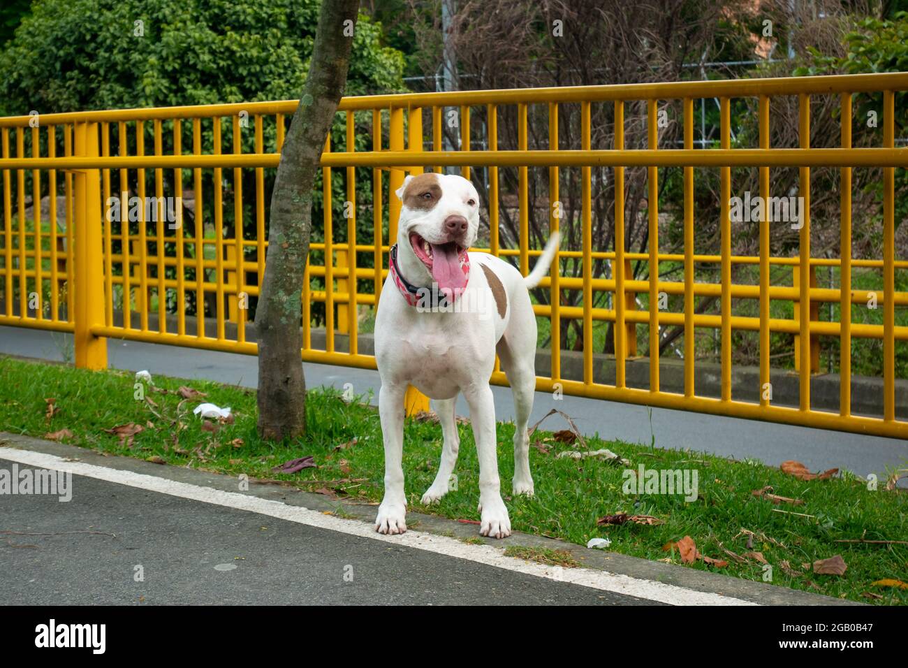 American Pitbull Terrier Dog è felice di guardare la macchina fotografica nel parco pubblico di Medellin, Colombia Foto Stock