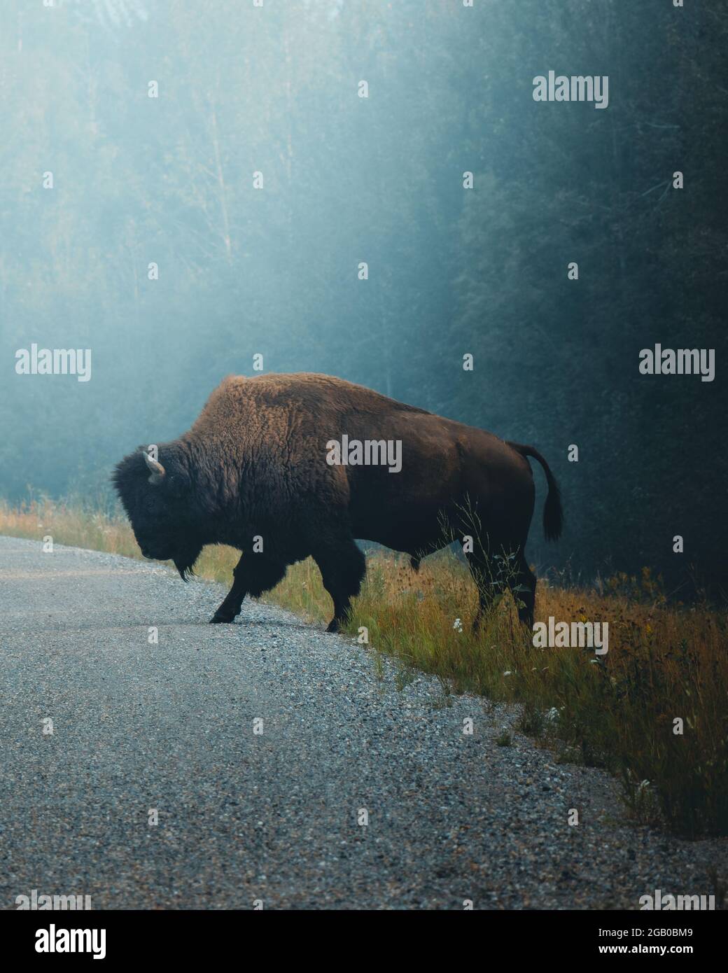Il bisonte americano che attraversa una strada. Fauna selvatica del Nord America Foto Stock