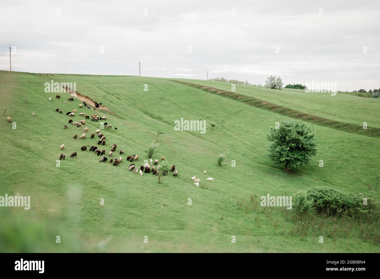 pecore e capre sulla collina, terreni agricoli. Foto Stock