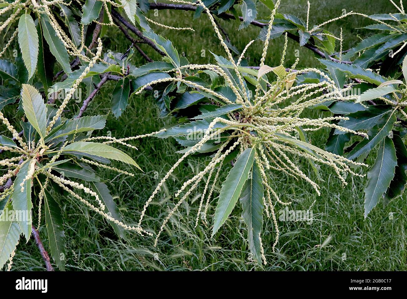 Castagno dolce Castanea sativa – lunghi tini e foglie dentate di giallo pallido, giugno, Inghilterra, Regno Unito Foto Stock