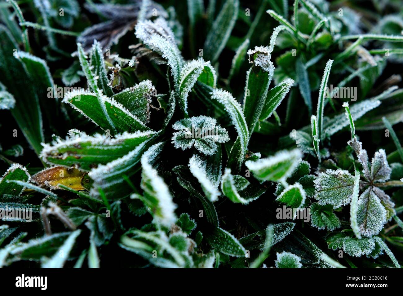 natura, bello, gelo, inverno, inverno, neve, gelo, condizioni meteorologiche Foto Stock