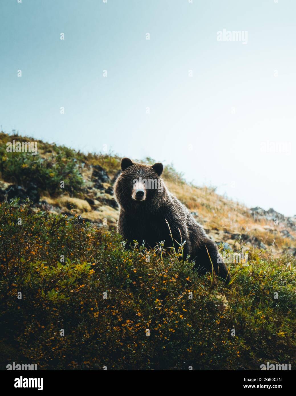 Un curioso orso vecchio cresciuto grizzly Foto Stock