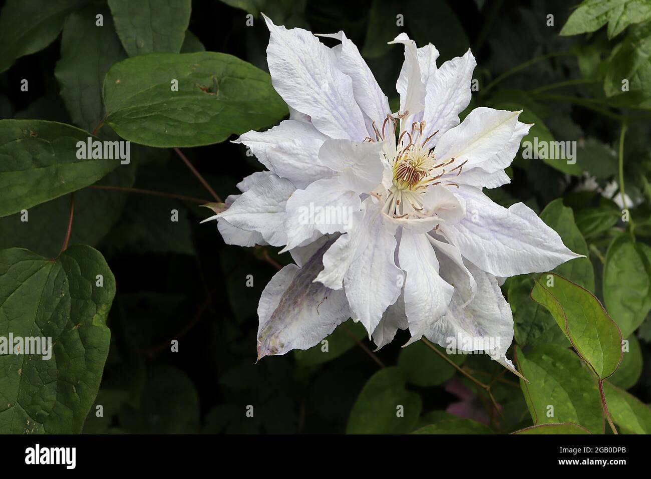 Clematis jackmanii ‘Alba’ doppio clematis bianco con venature e tinte violette, giugno, Inghilterra, Regno Unito Foto Stock