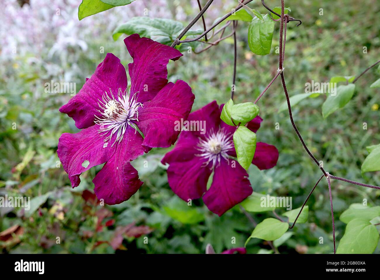 Clematis ‘Rebecca’ fiori rossi profondi di medie dimensioni a forma di stella con striscia centrale di maroon, giugno, Inghilterra, Regno Unito Foto Stock