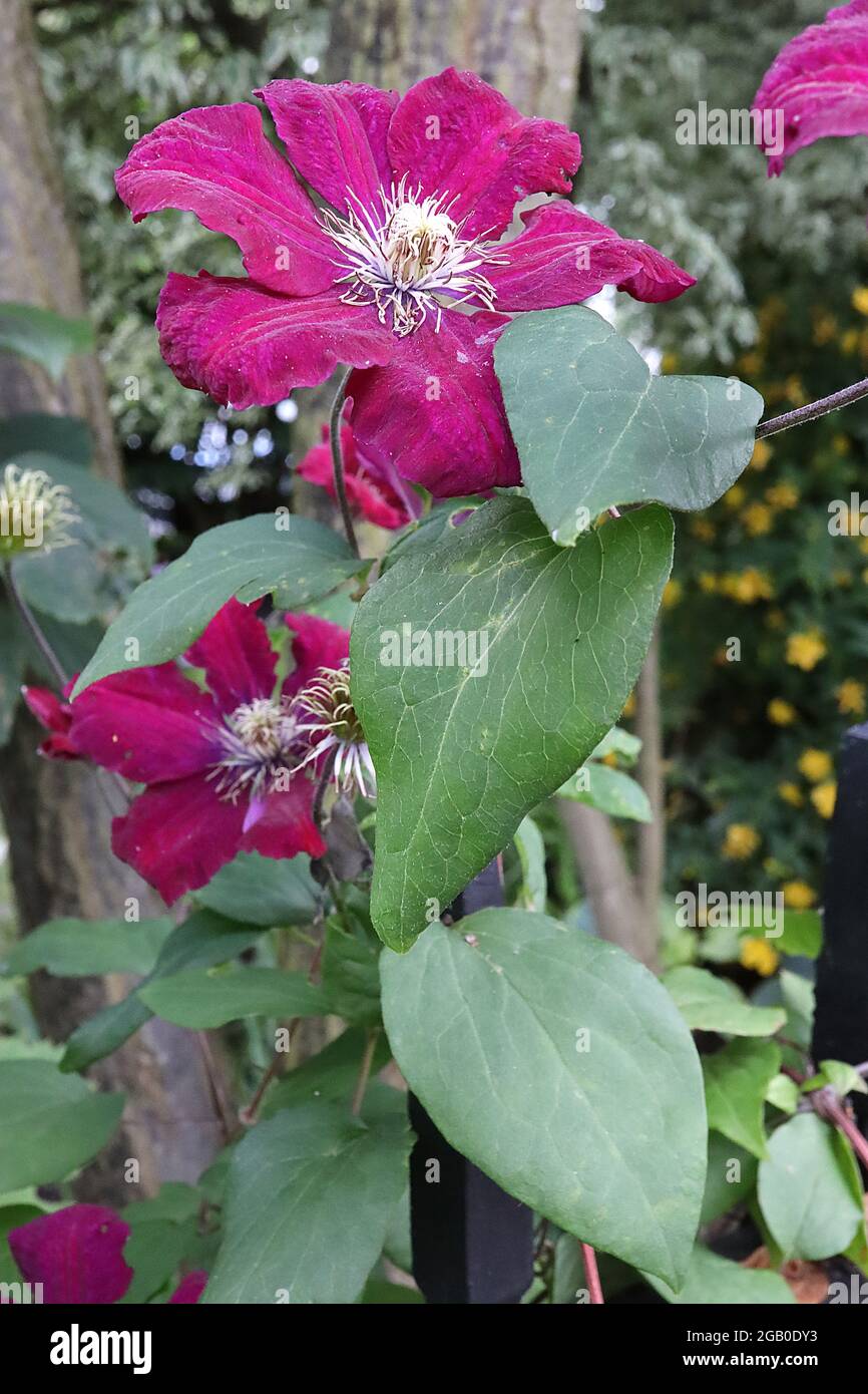 Clematis ‘Rebecca’ fiori rossi profondi di medie dimensioni a forma di stella con striscia centrale di maroon, giugno, Inghilterra, Regno Unito Foto Stock
