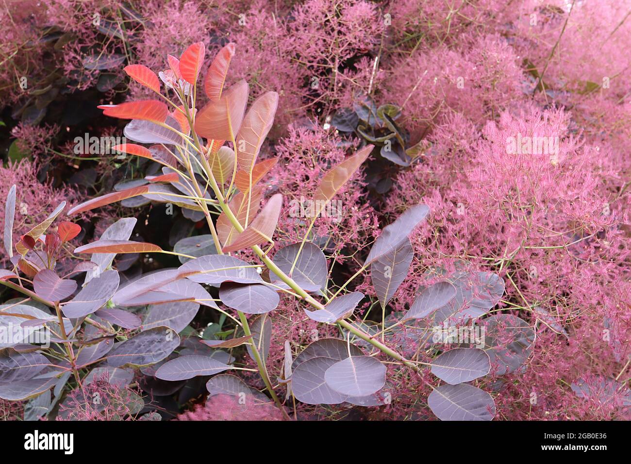 Cotinus coggygria ‘Royal Purple’ fumo tree Royal Purple – fiori rosa soffici foglie porpora di maroon trasparente, giugno, Inghilterra, Regno Unito Foto Stock