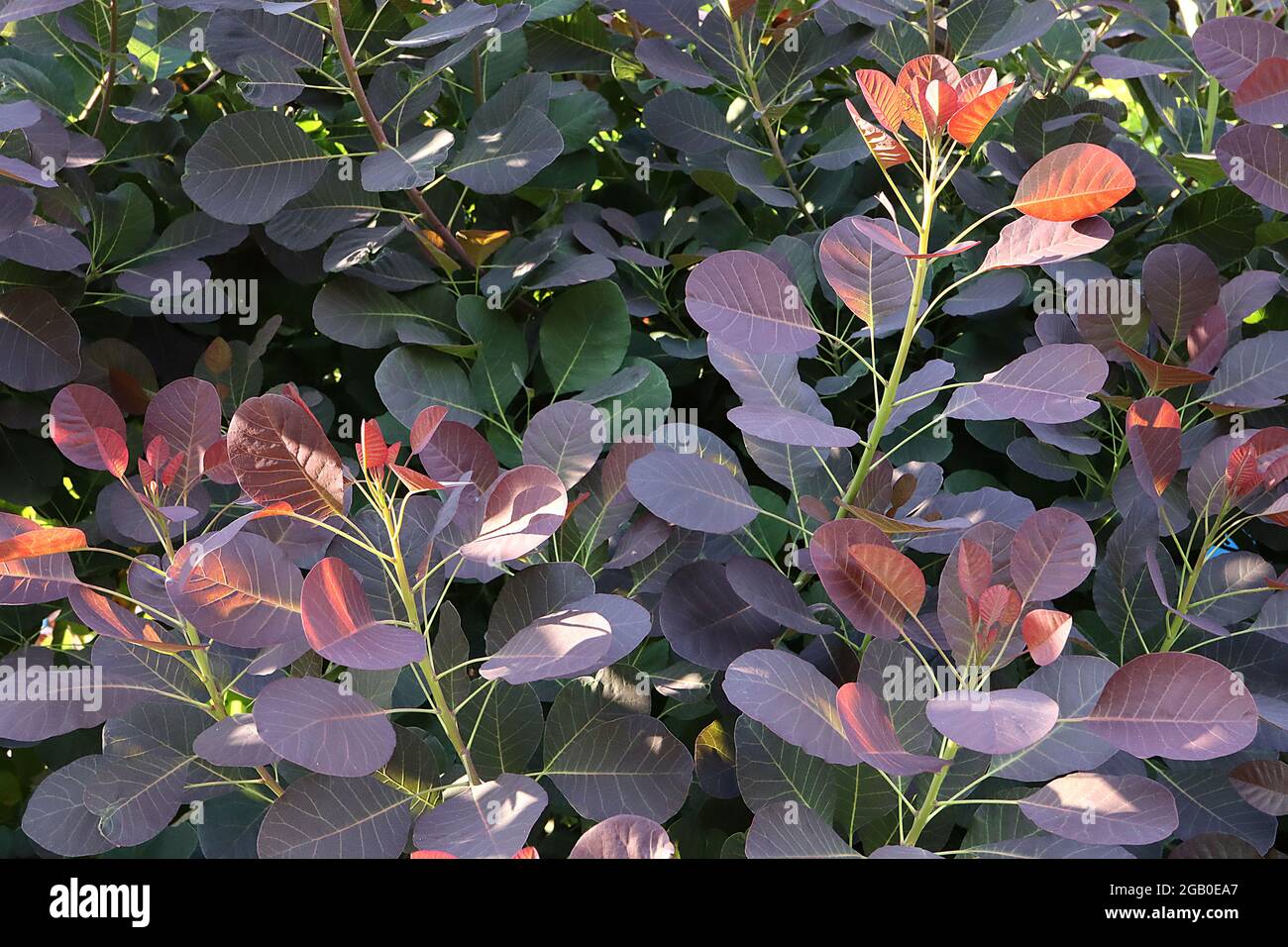 Cotinus coggygria ‘Royal Purple’ fumo tree Royal Purple – trasparente maroon viola foglie, giugno, Inghilterra, Regno Unito Foto Stock