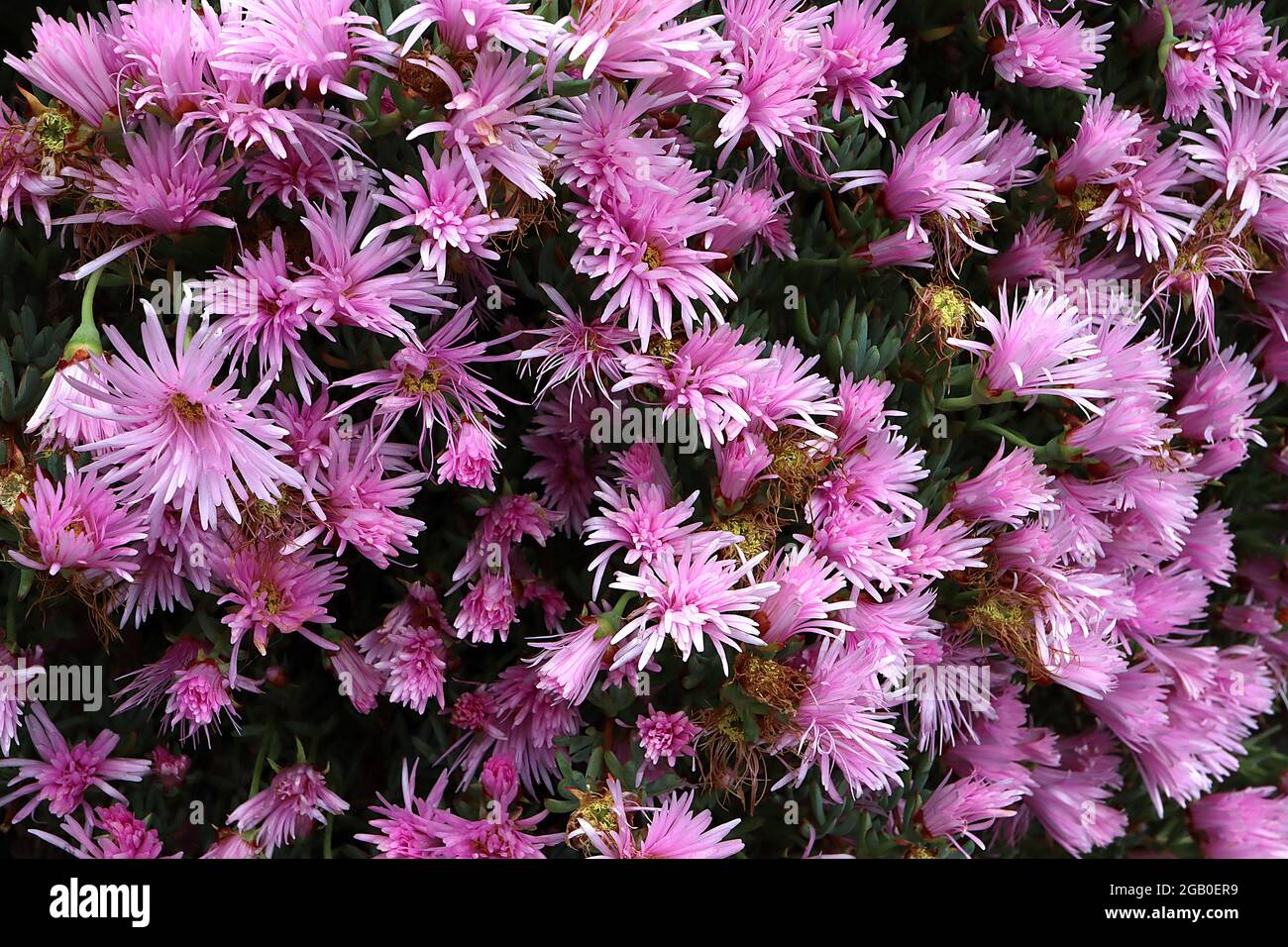 Delosperma ‘Mesa Verde’ Ice Plant Mesa Verde – fiori rosa a margherita con petali multipli e brevi foglie verticali carnose, giugno, Inghilterra, Regno Unito Foto Stock