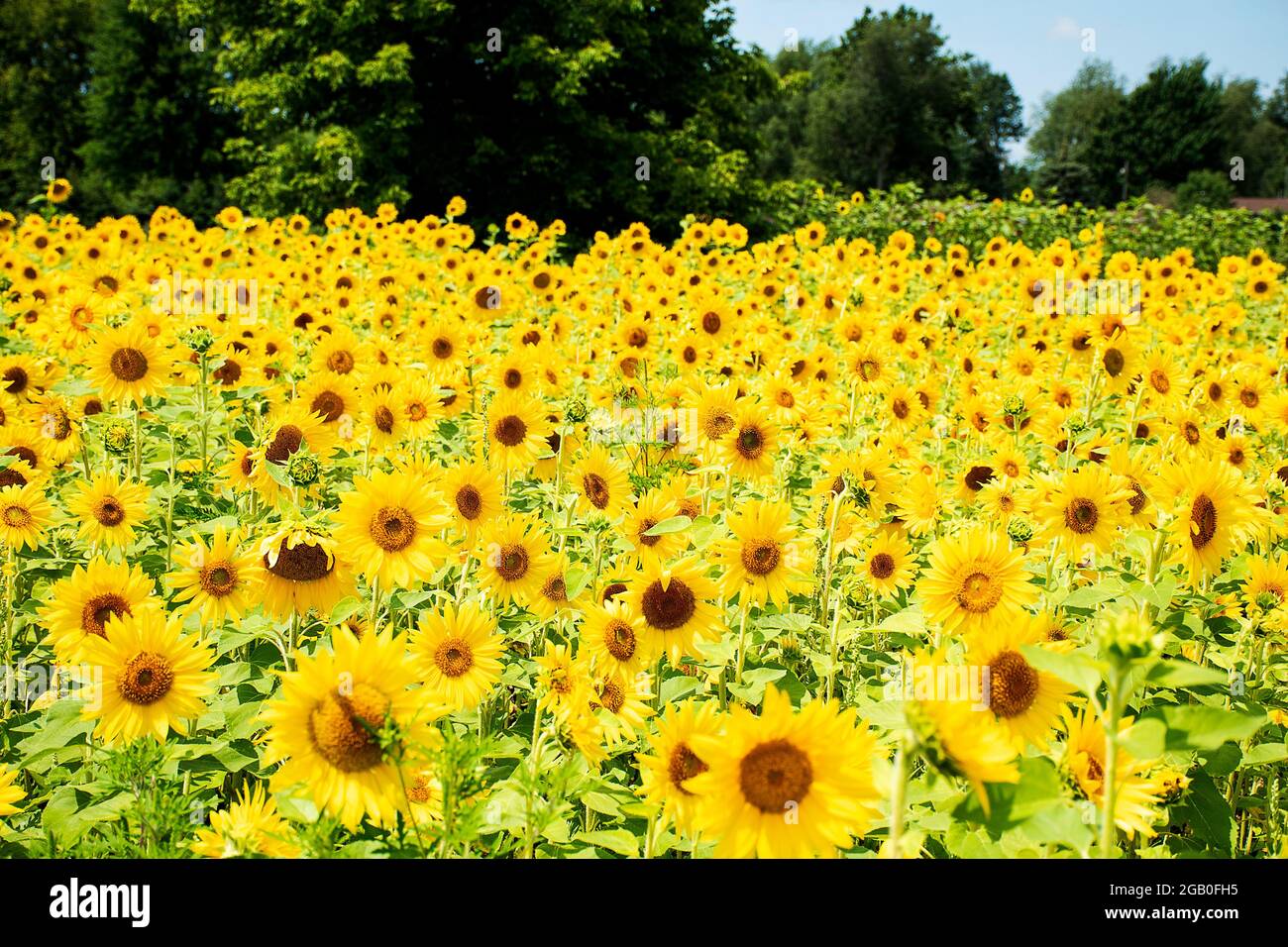 Campo di girasole giallo brillante nel Michigan Foto Stock