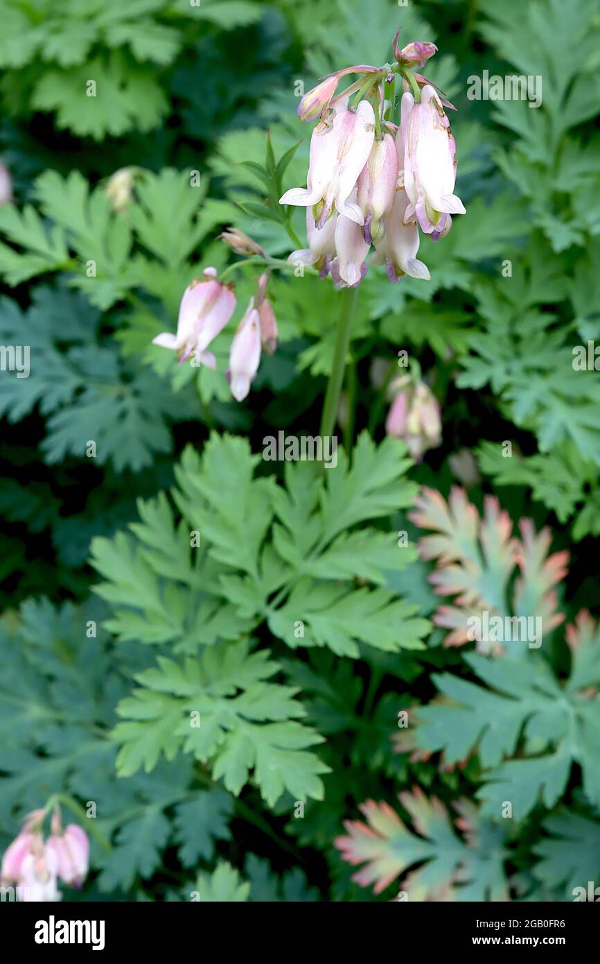 Dicentra formosa cuore sanguinante comune – fiori di crema a forma di cuore stretti con margini di vioet deboli, giugno, Inghilterra, Regno Unito Foto Stock