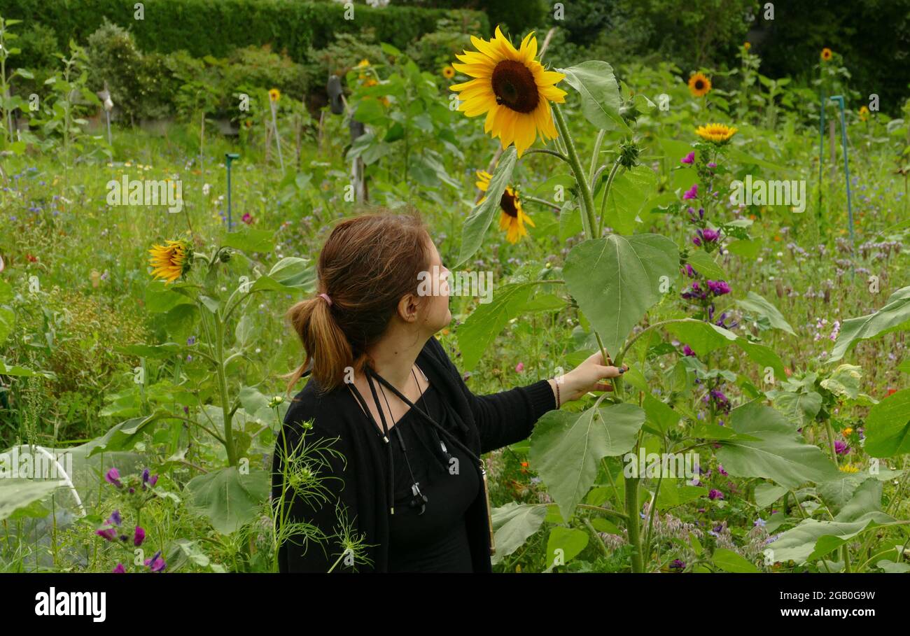 Donna in abiti neri guardando fino ad alto singolo girasole in giardino selvatico, faccia girata a fiore. Amore della natura, interezza, fiducia nella natura. Foto Stock
