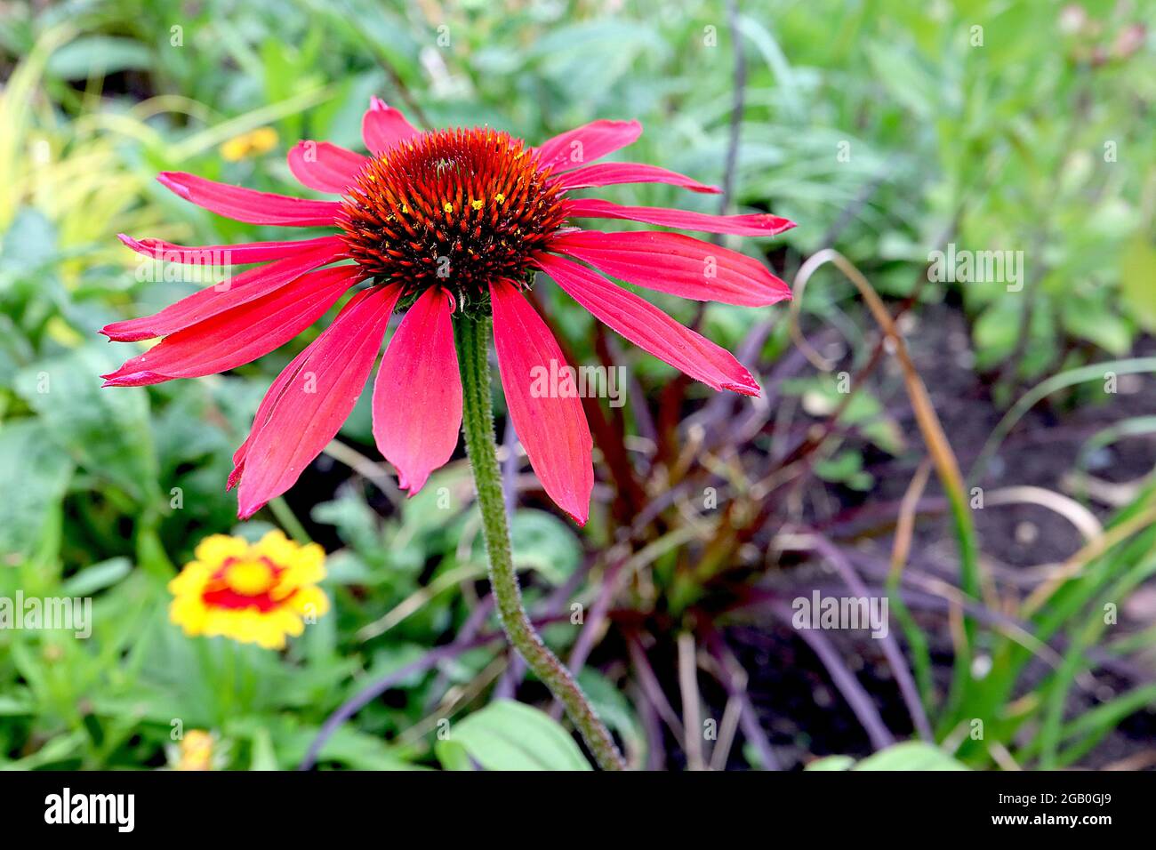 Echinacea purpurea ‘Lakota Fire’ Coneflower Lakota Fire - petali rosa e centro a forma di cono, giugno, Inghilterra, Regno Unito Foto Stock