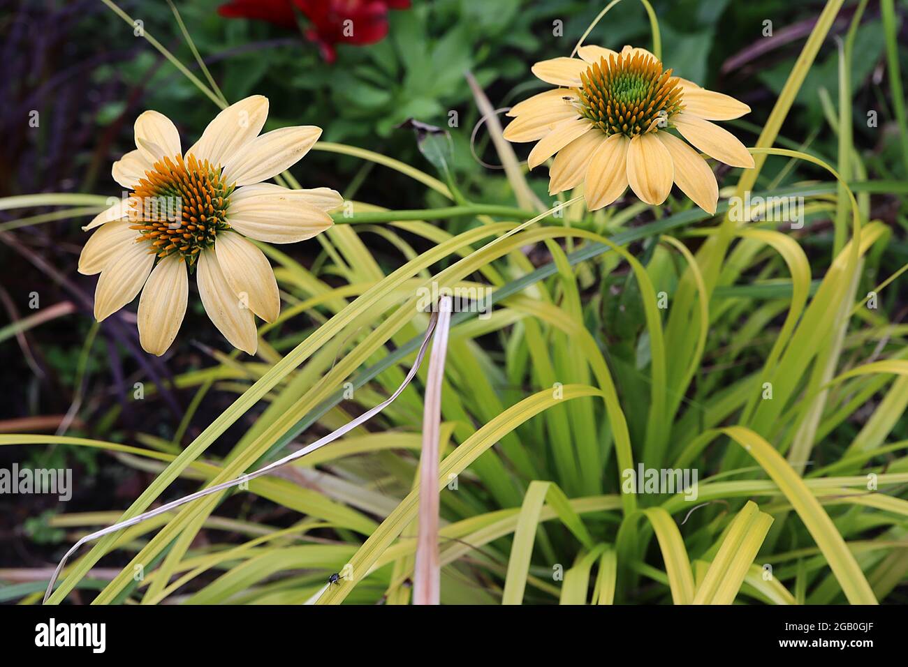 Echinacea purea ‘MLellow Yellows’ Coneflower Yellow Yellows – petali corti gialli e crema e centro a forma di cono, giugno, Inghilterra, Regno Unito Foto Stock