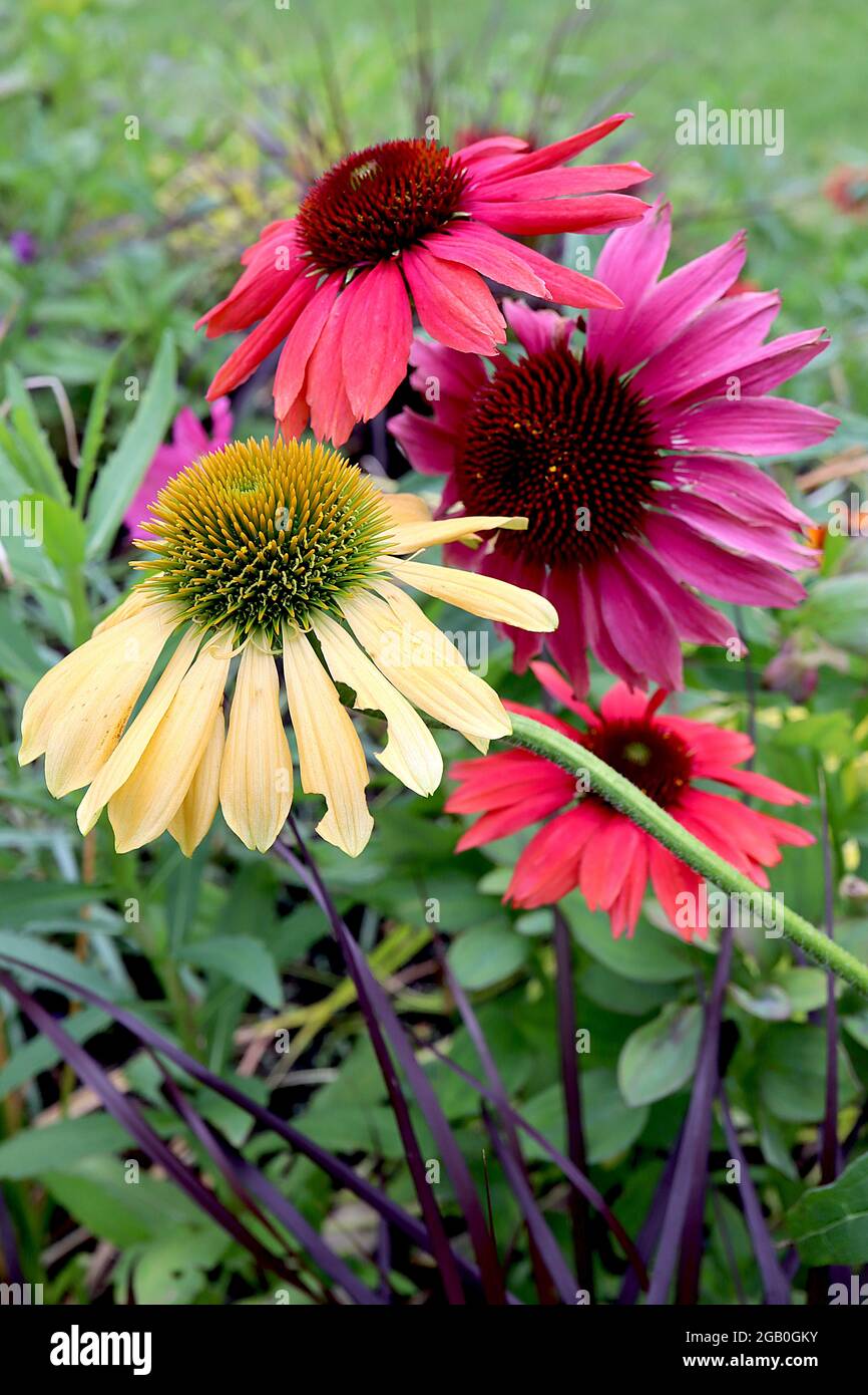 Echinacea purea / Coneflower ‘MLellow Yellows’ e ‘Lakota Fire’ e purpurea Crema, petali gialli, rosa intenso e centro a forma di cono, giugno, Inghilterra Foto Stock
