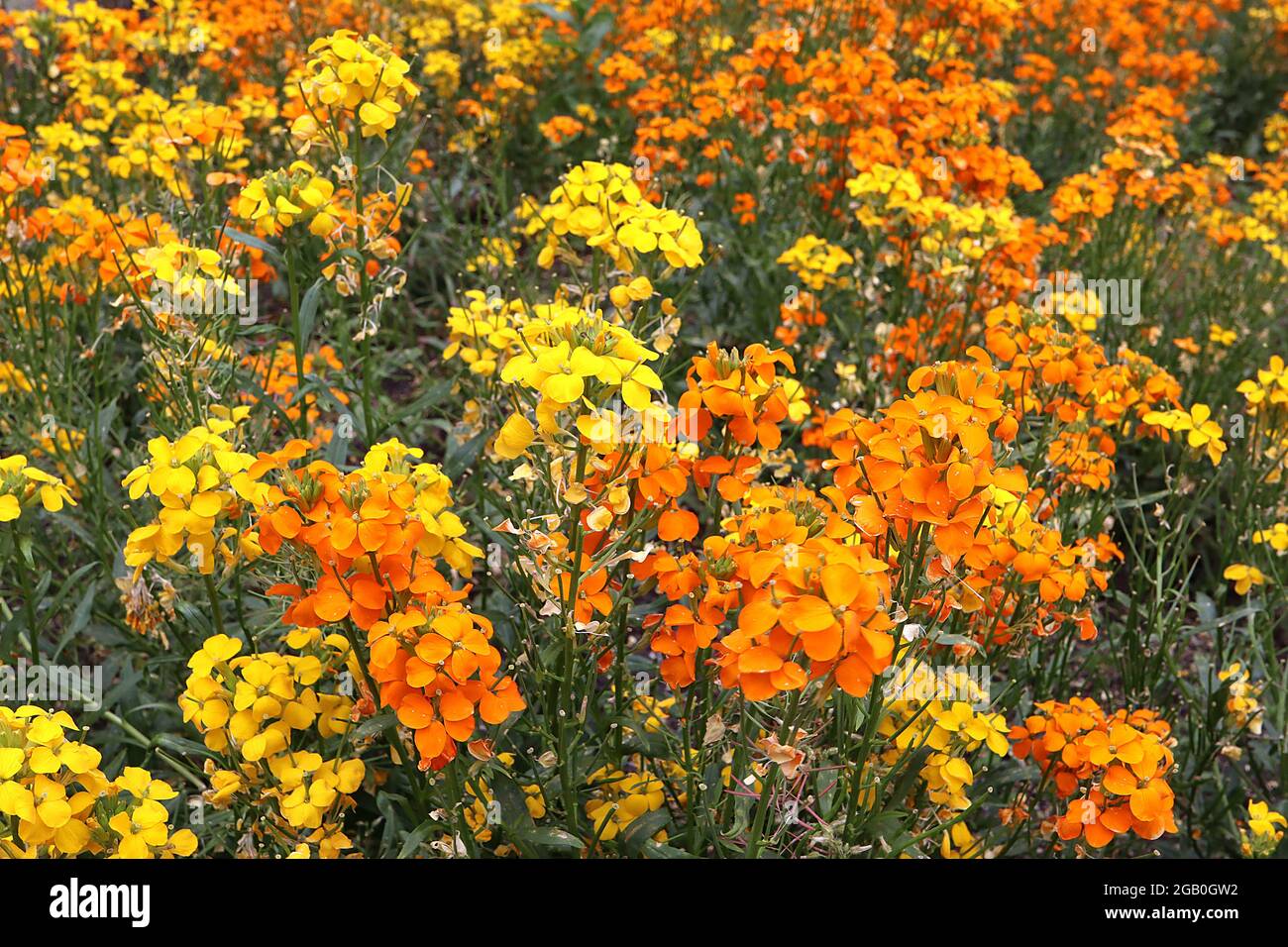 Erysimum allionii Wallflower siberiano – fiori arancioni su steli alti e foglie a forma di lancia verde scuro, giugno, Inghilterra, Regno Unito Foto Stock