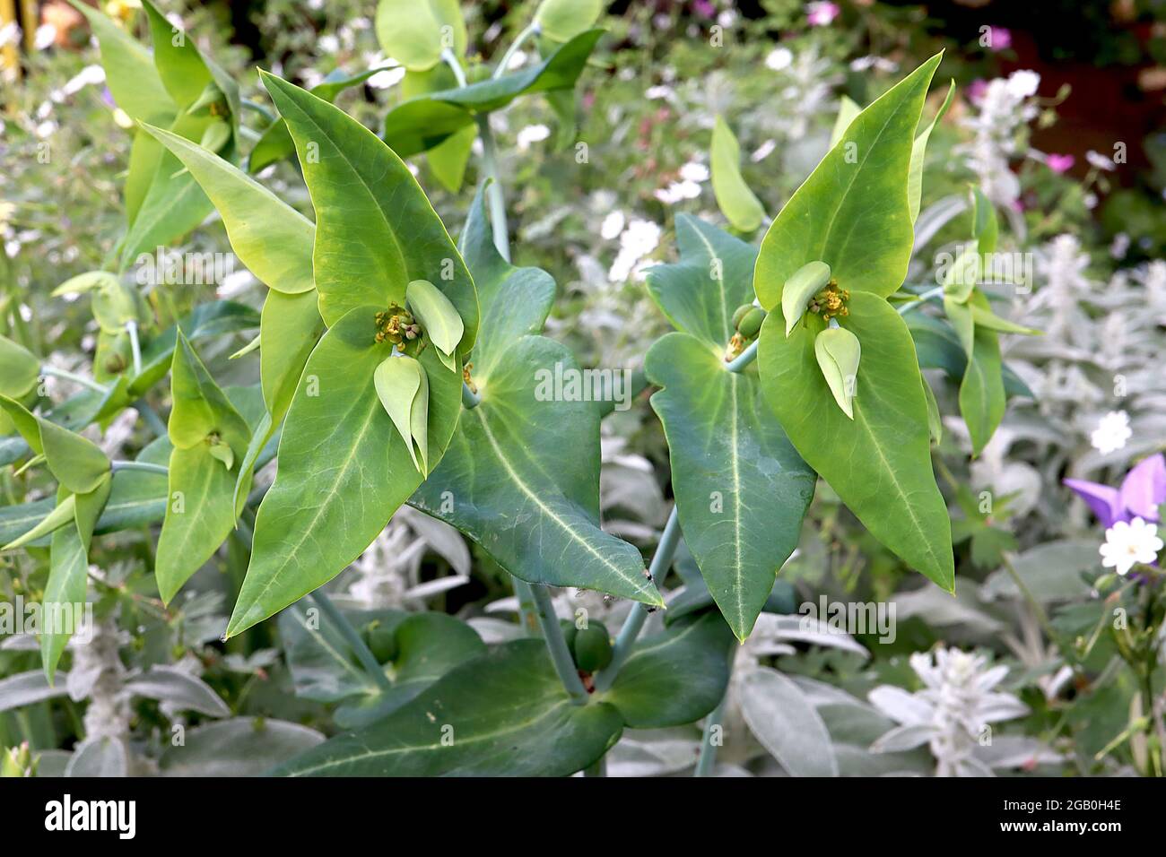 Euphorbia lathyrus caper surge – fiori verdi gialli a fiamma e foglie verdi grigie, giugno, Inghilterra, Regno Unito Foto Stock