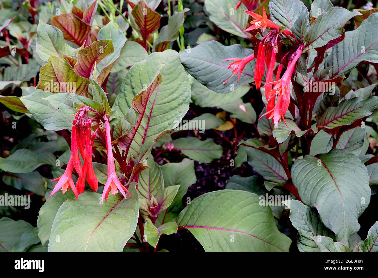 Fucsia trifylla ‘Thalia’ lunghi fiori rossi tubolari con petali svasati, giugno, Inghilterra, Regno Unito Foto Stock