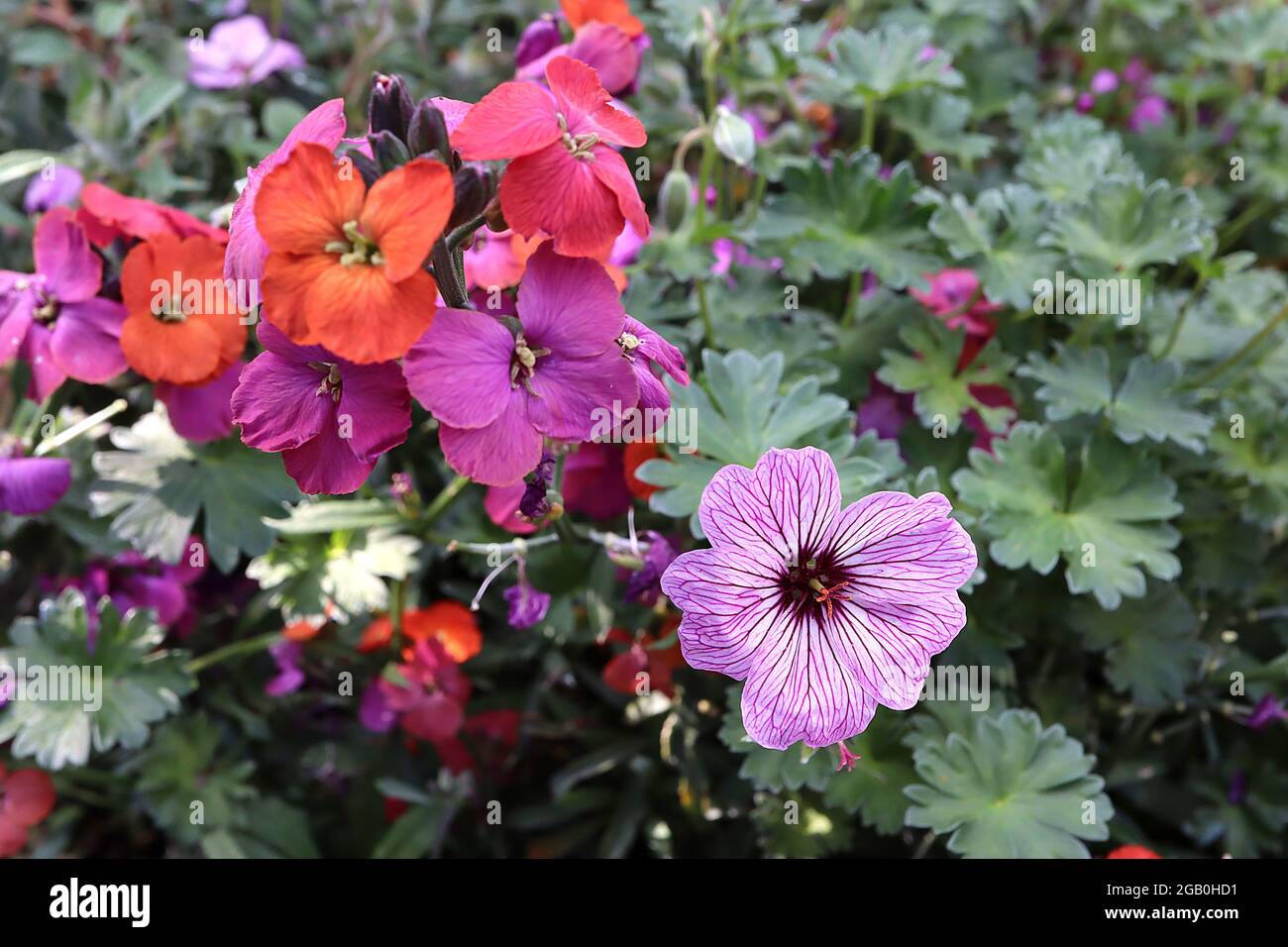 Geranium cinereum ‘Ballerina’ Bashy Cranesbill Ballerina - fiori bianchi con centro viola scuro e intricate vene, giugno, Inghilterra, Regno Unito Foto Stock