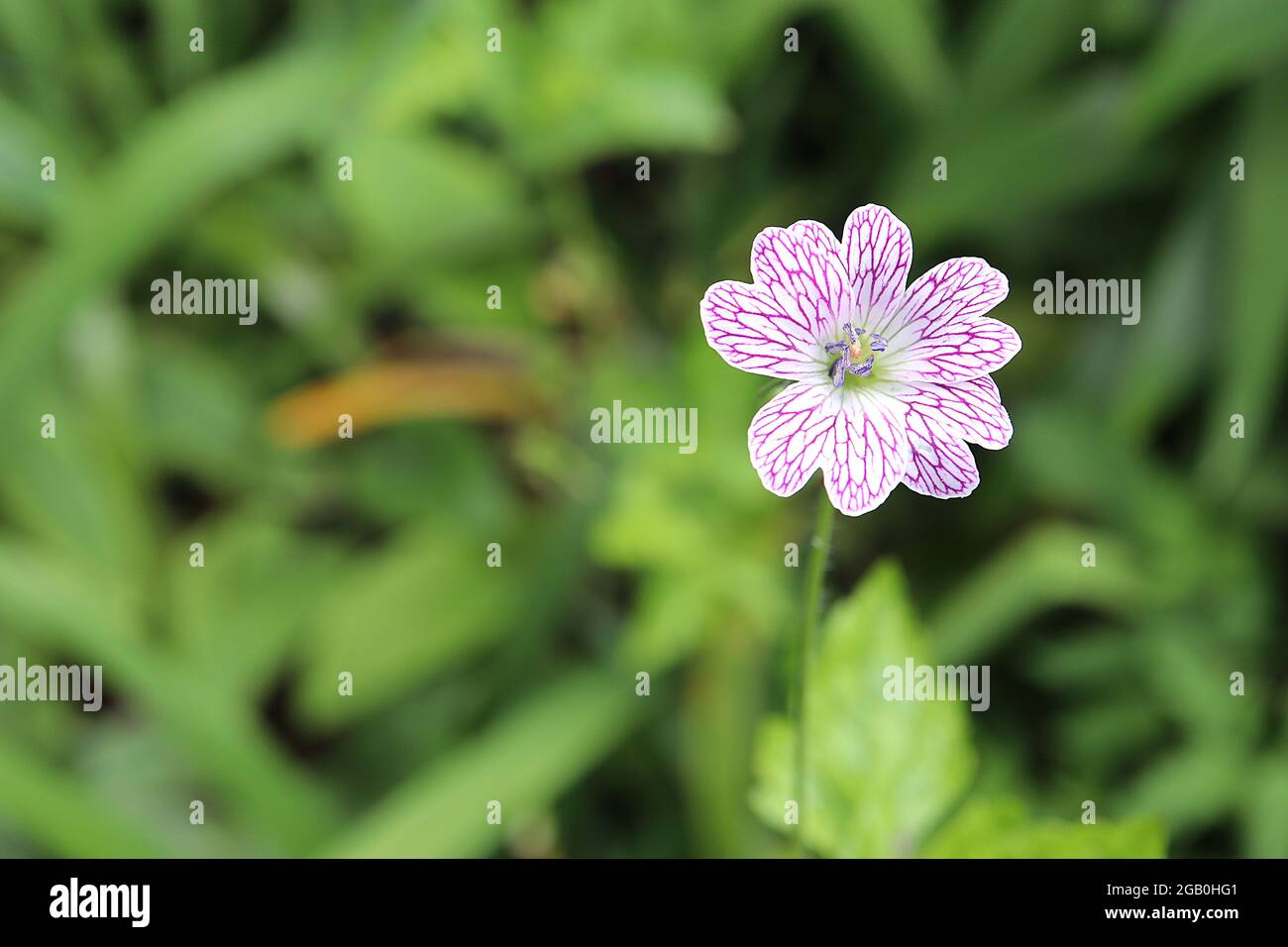 Geranio versaticolor cerchiato geranio - fiori bianchi con intricata rete venata viola, giugno, Inghilterra, Regno Unito Foto Stock
