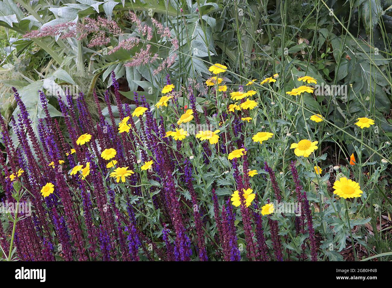 Glebionis segetum corn marigold - margherite gialle con grande centro giallo, giugno, Inghilterra, Regno Unito Foto Stock