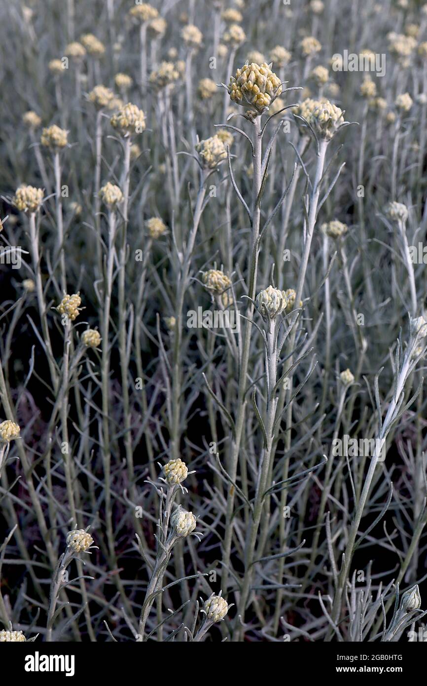 Helichrysum italicum curry Plant – steli alti con grappoli di fiori gialli opachi e foglie di grigio argentato lineari corte profumate al curry, giugno, Inghilterra, Foto Stock