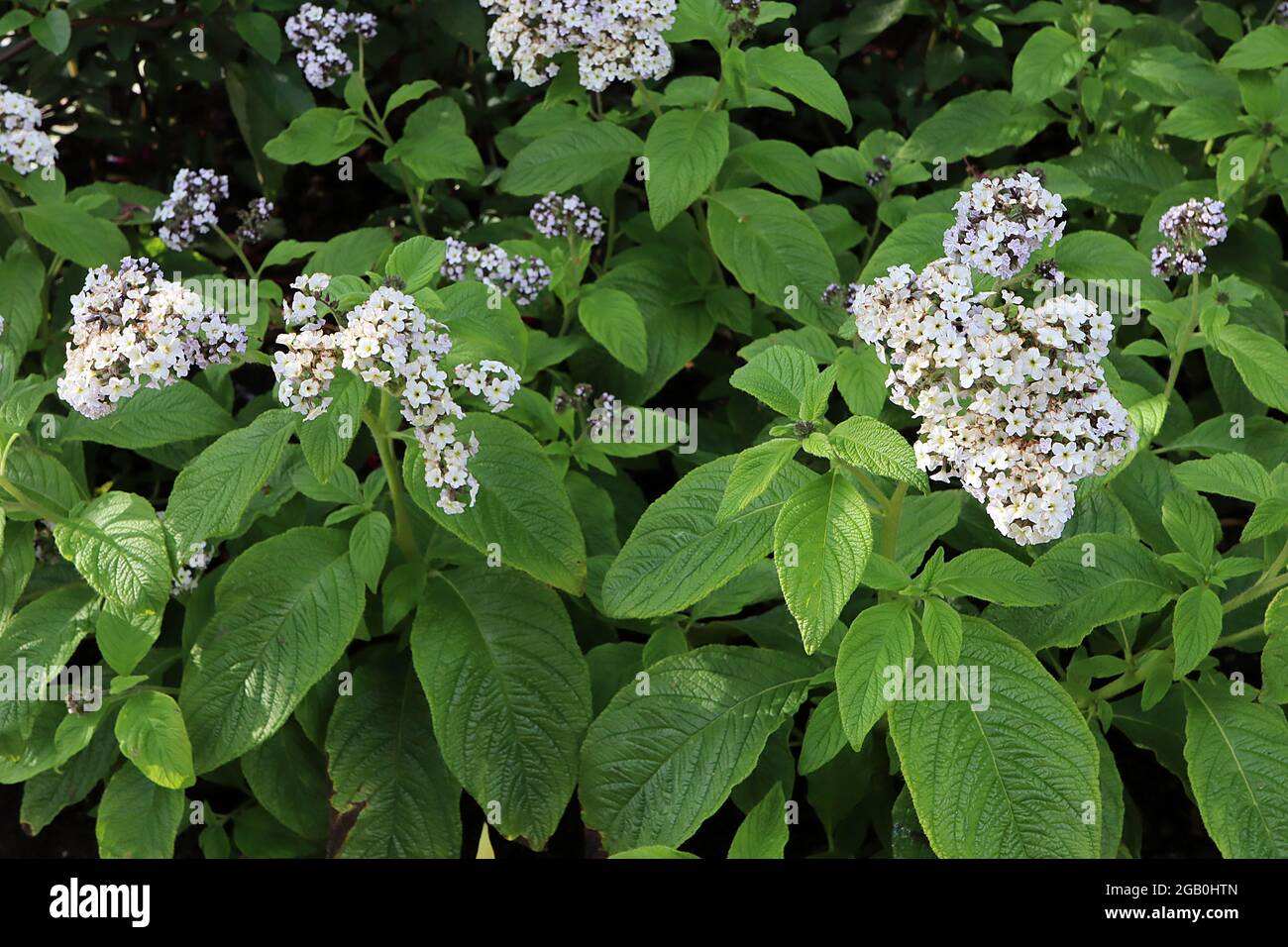 Heliotropium arborescens ‘Alba’ Heliotropo – grappoli a cupola di piccoli fiori bianchi profumati e foglie rugate, giugno, Inghilterra, Regno Unito Foto Stock