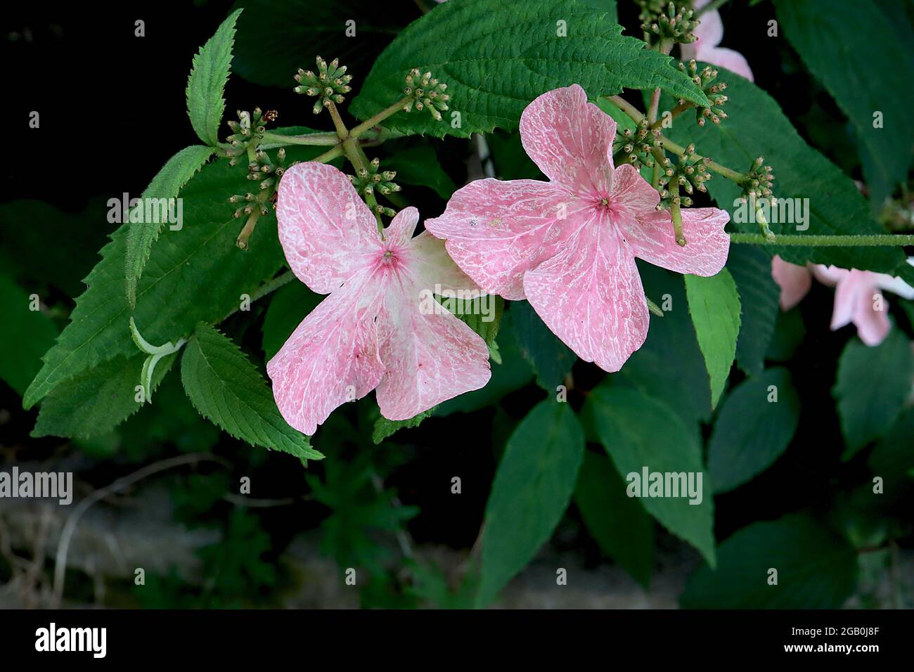 Hydrangea paniculata ‘Pinky Winky’ Hortensia Pinky Winky – fiori rosa con vene bianche e forme irregolari di petali, giugno, Inghilterra, Regno Unito Foto Stock