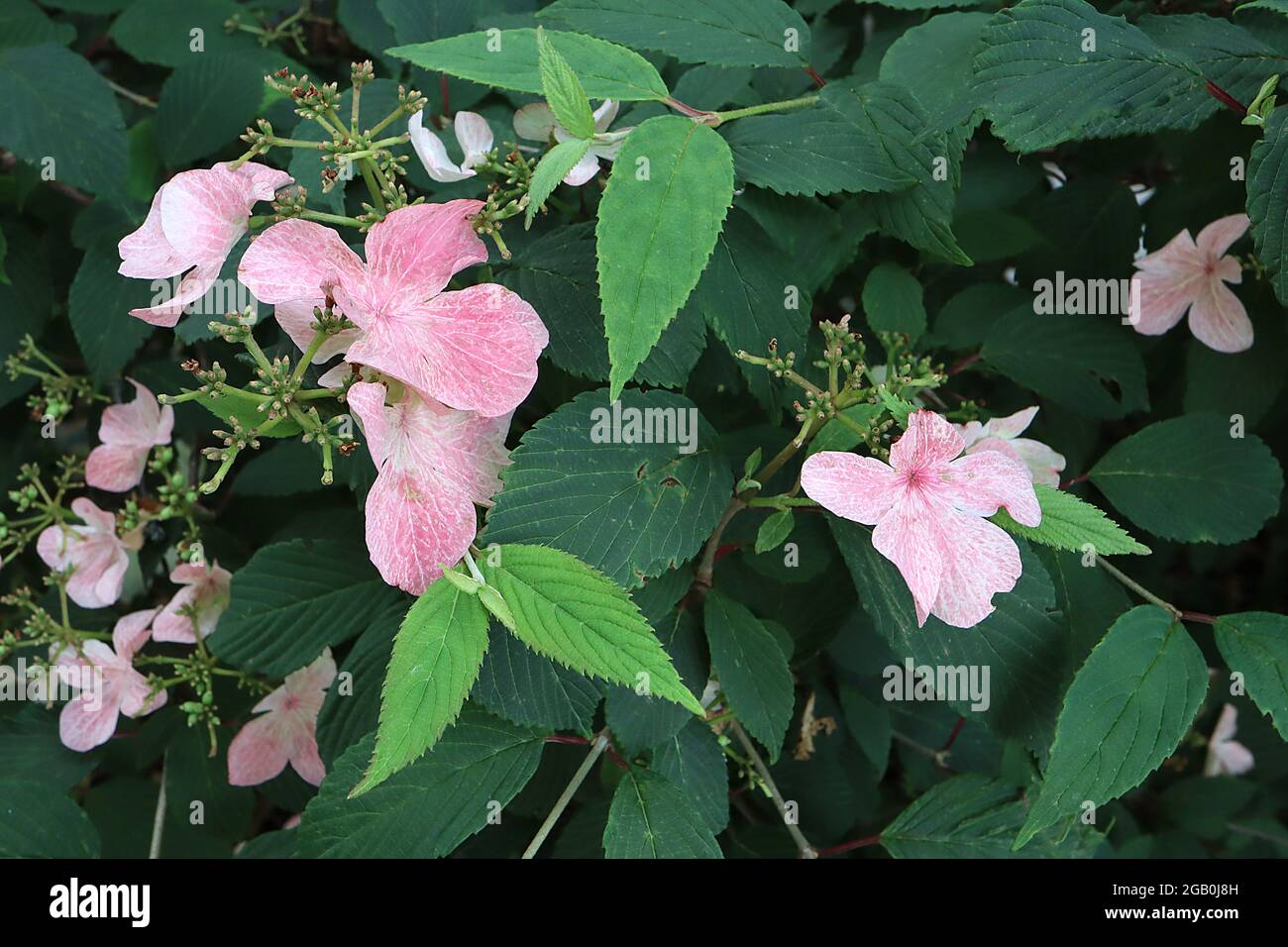 Hydrangea paniculata ‘Pinky Winky’ Hortensia Pinky Winky – fiori rosa con vene bianche e forme irregolari di petali, giugno, Inghilterra, Regno Unito Foto Stock