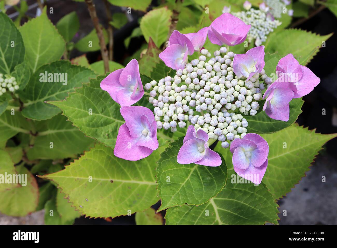 Hydrangea ‘Zorro’ Hortensia Zorro - fiori con frange di colore rosa medio e piccoli grappoli di boccioli di fiori di crema, giugno, Inghilterra, Regno Unito Foto Stock