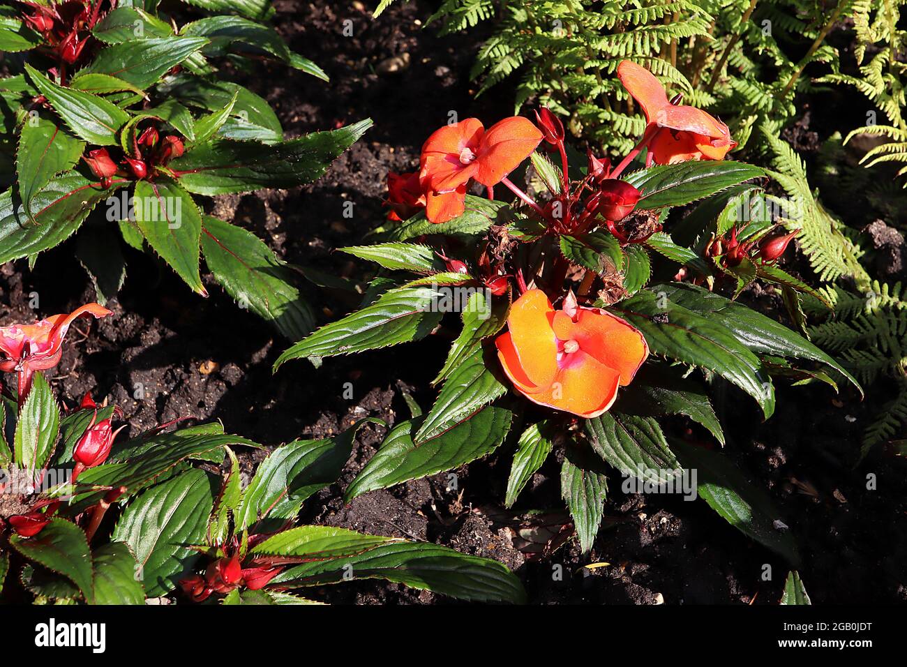 Impatiens hawkerii ‘Super Sonic Flame’ New Guinea Impatiens Flame – flame piatto di fiori arancioni profondi e foglie dentellate di colore verde scuro, giugno, Inghilterra, Regno Unito Foto Stock