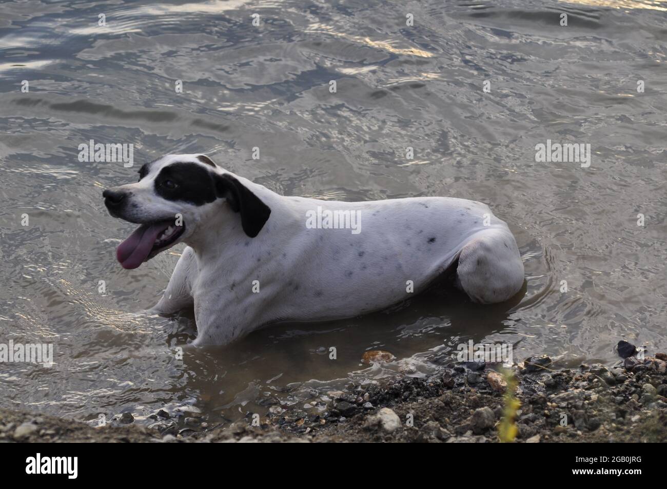 Un cane si raffredda nelle fredde acque del fiume durante il caldo estivo. Foto Stock