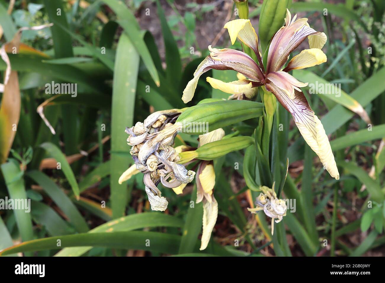 Iris foetidissima var citrina (SPEC) specie iris pale cascate gialle, vene brune, standard viola opaco, giugno, Inghilterra, REGNO UNITO Foto Stock