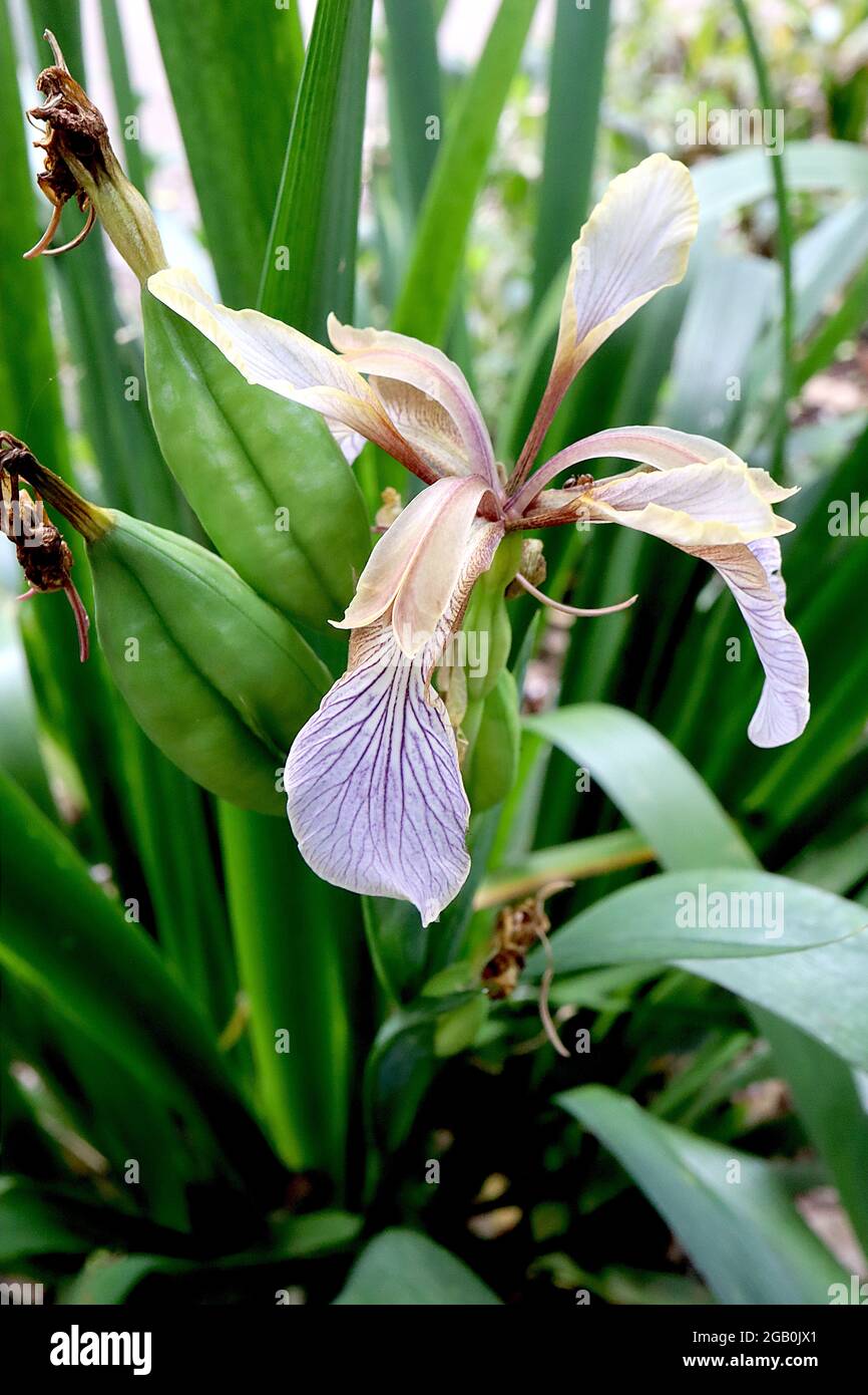 Iris foetidissima (SPEC) specie iris Cascate bianche, vene viola, creste beige, norme bianche, margini gialli opachi, Giugno, Inghilterra, Regno Unito Foto Stock