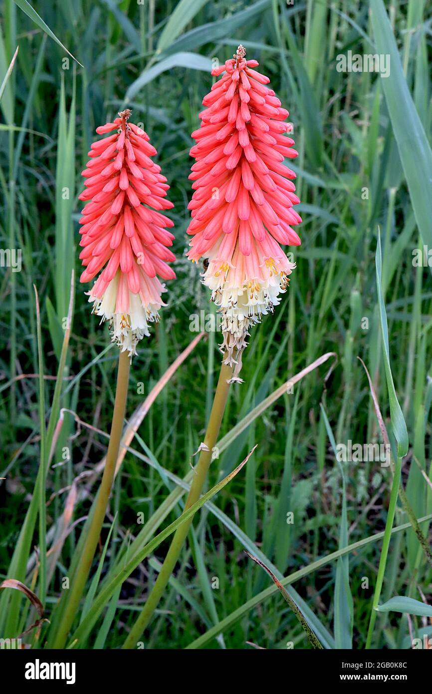 Kniphofia ‘High Roller’ red hot poker High Roller - lunghi raggruppamenti tubolari di fiori di corallo di salmone su steli spessi, giugno, Inghilterra, Regno Unito Foto Stock