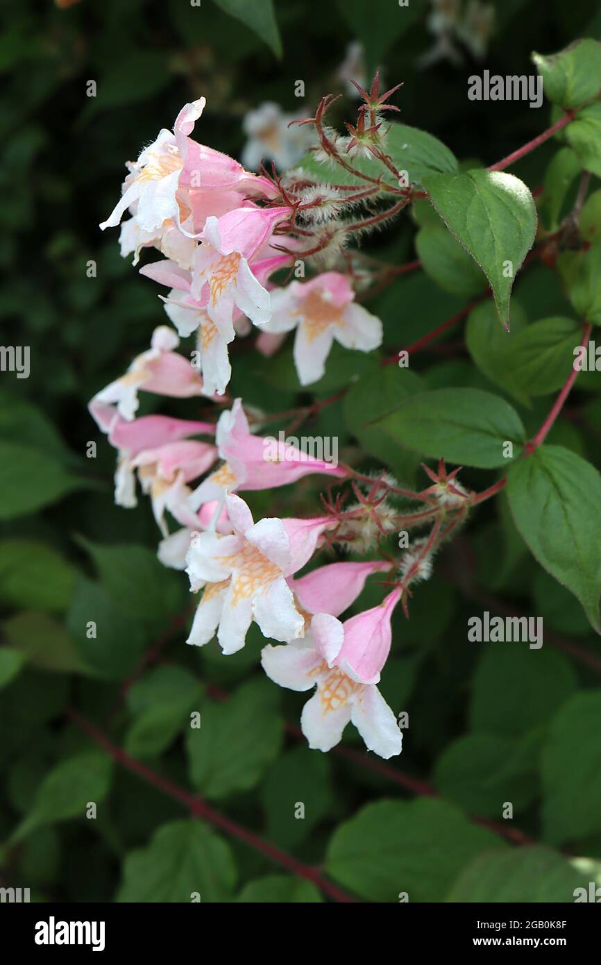 Kolkwitzia / Linnaea amabilis ‘Nuvola rosa’ Beauty Bush Nuvola rosa – fiori bianchi a forma di campana con gola a motivi gialli e petali rosa sul dorso, Foto Stock