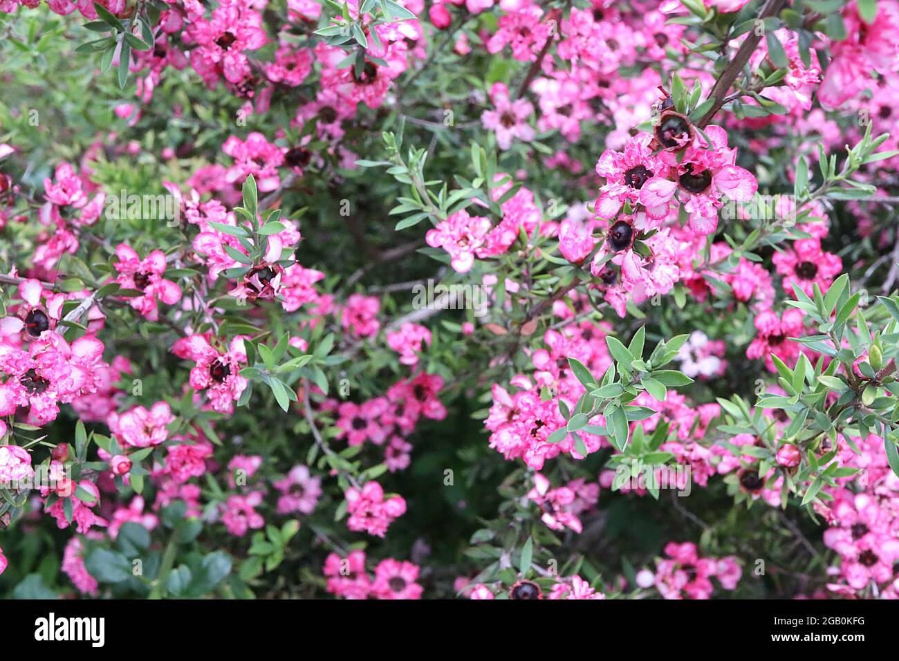 Leptospermum scoparium ‘Coral Candy’ Manuka Myrtle Coral Candy – piccoli fiori doppi rosa e bianchi e piccole foglie verdi grigie, giugno, Inghilterra, Regno Unito Foto Stock