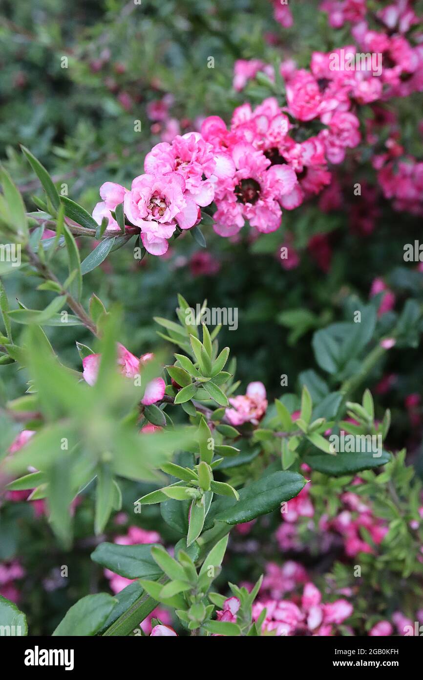 Leptospermum scoparium ‘Coral Candy’ Manuka Myrtle Coral Candy – piccoli fiori doppi rosa e bianchi e piccole foglie verdi grigie, giugno, Inghilterra, Regno Unito Foto Stock