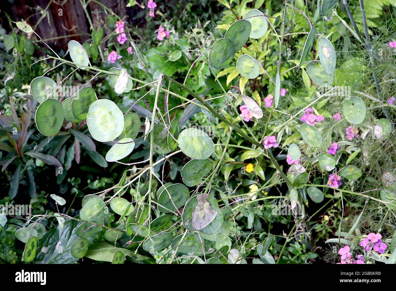 Lunaria annua SEMI PODS onesty annuale – semi di semi o silicette trasparenti, giugno, Inghilterra, Regno Unito Foto Stock